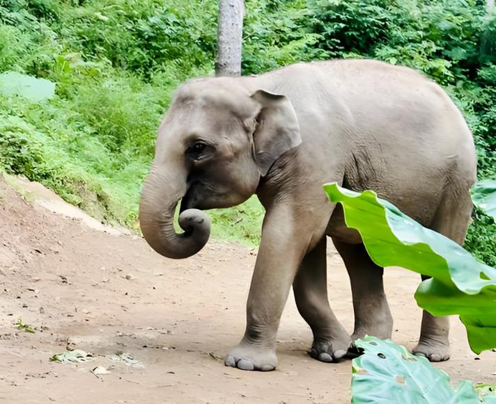 故事:女子逛動物園,獅子反常緊盯她,飼養員查看后建議趕緊帶走